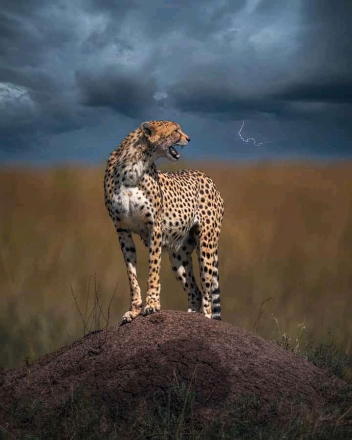 Maasai Mara Safari Camp In Kenya Panzió Sekenani Kültér fotó