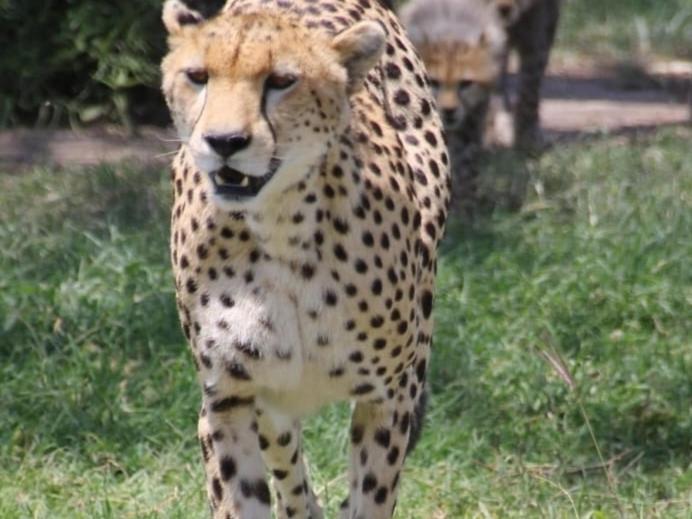 Maasai Mara Safari Camp In Kenya Panzió Sekenani Kültér fotó