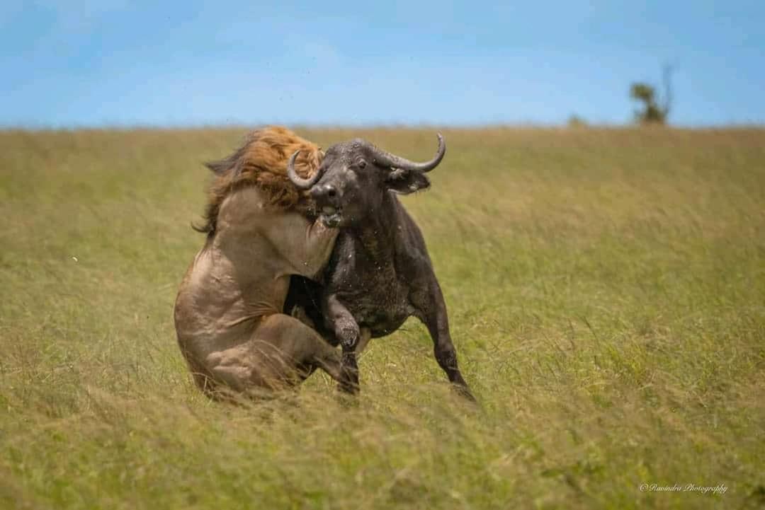 Maasai Mara Safari Camp In Kenya Panzió Sekenani Kültér fotó